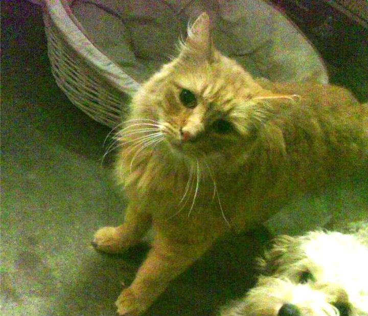 静默杀手，伦纳德如何用冰封时代的制胜一击重塑季后赛之夜