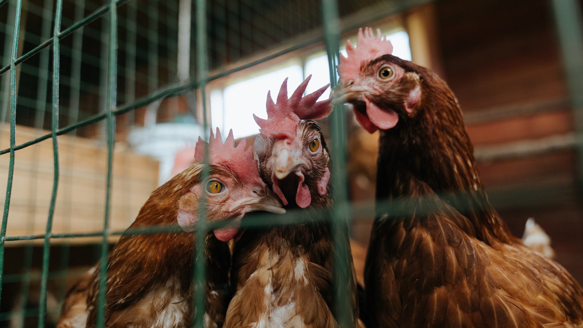 双线传奇，开拓者绝境重生，米切尔赛道称王