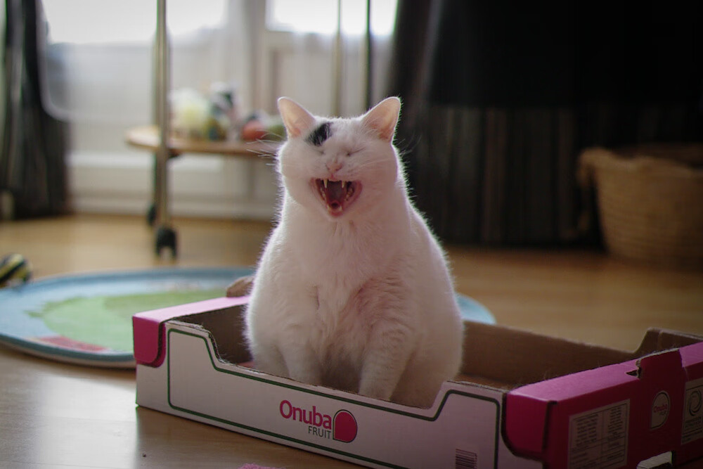 切特一击定江山，马刺力克深圳锁定胜局