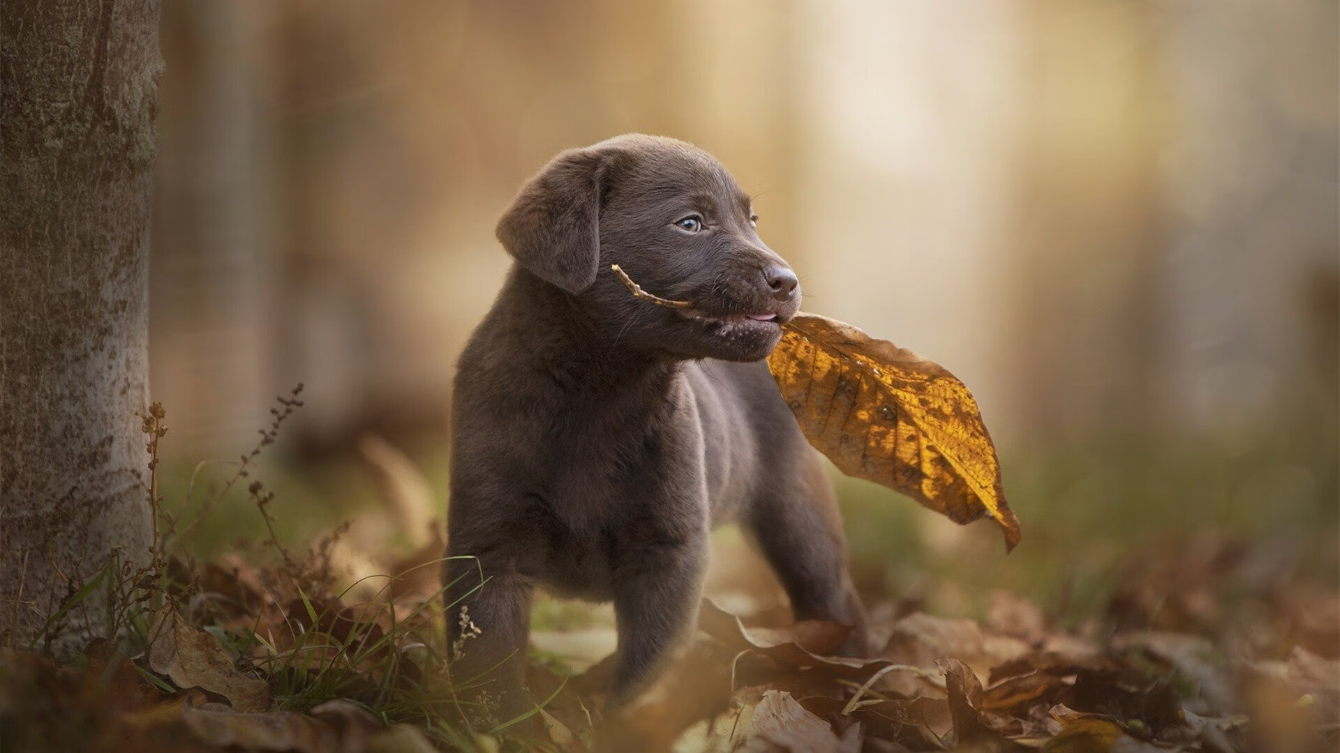 开云体育在线-罗德里戈节奏完全掌控，国际米兰淘汰加拿大晋级下一轮