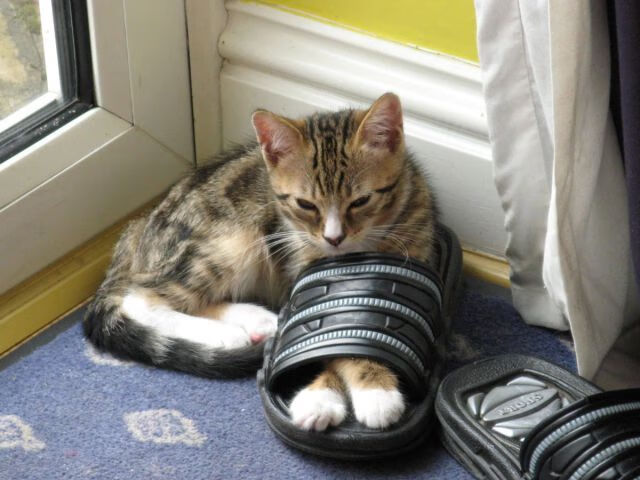 开云体育-东方詹姆斯降临，辽宁队粉碎雷霆，展现无人可挡的进攻统治力