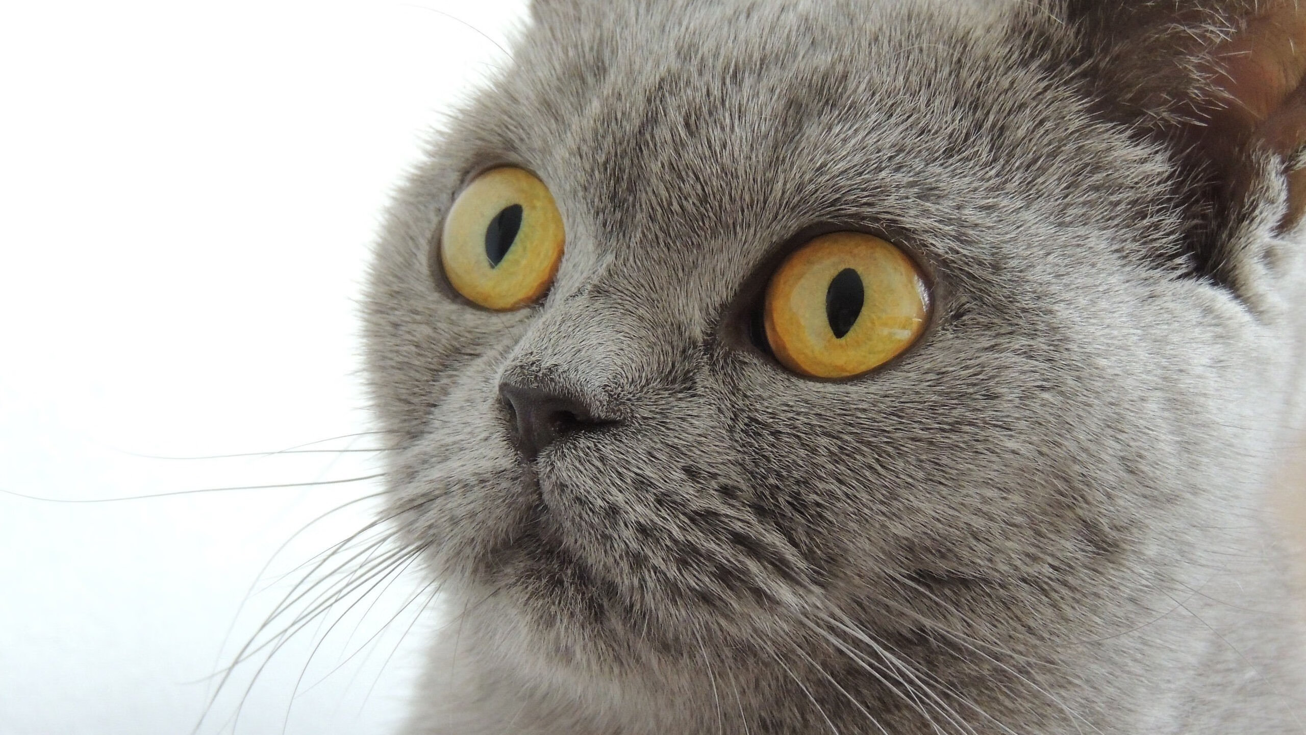 勇士主场大捷，福克斯闪耀赛场，一场天赋与体系的篮球对话