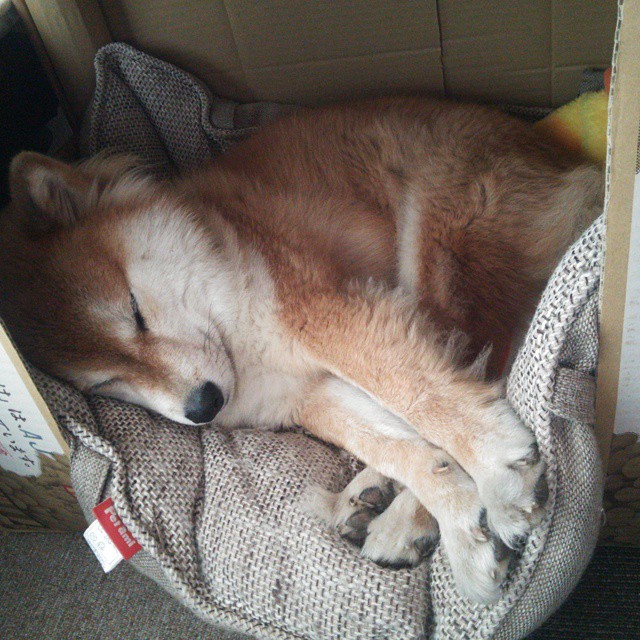 深圳队收割吉林队，锡安稳定输出不掉线