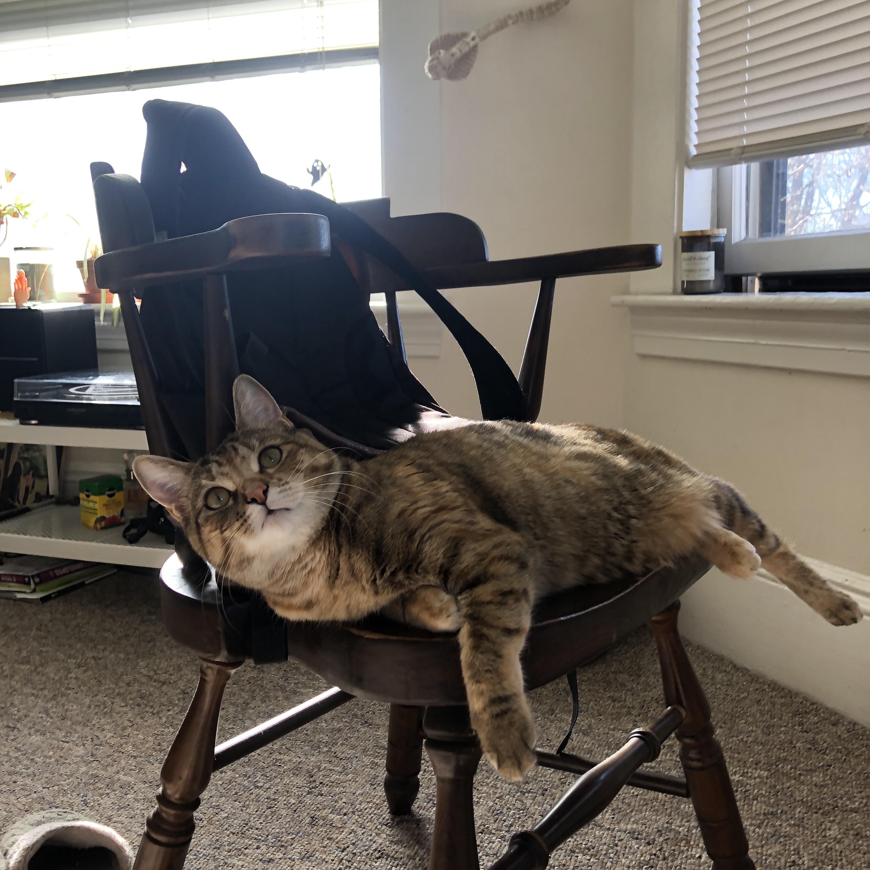 开云体育下载-赛道之上，F1巴林极速狂飙与小贾伦的生涯之夜交响曲