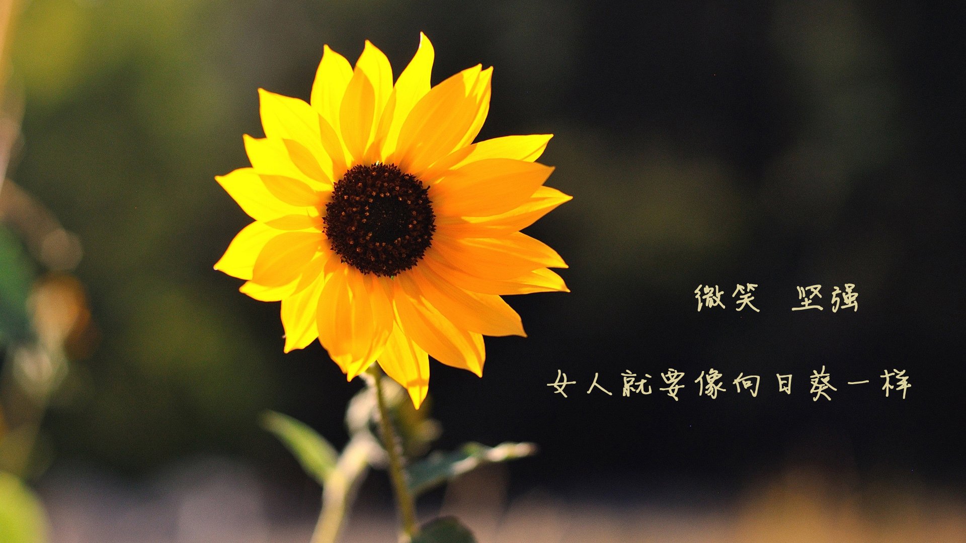 开云体育平台APP-防守铁闸显神威！武切维奇锁死步行者，山西队逆袭创历史