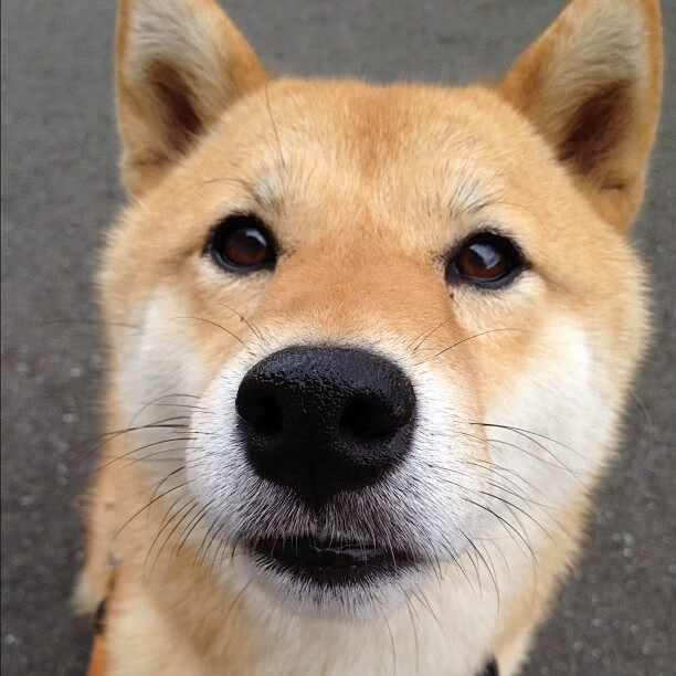 开云体育官方网站-美国资本加持下的欧冠硬仗，拜仁逆转拉齐奥，德里赫特冠军级表现定乾坤