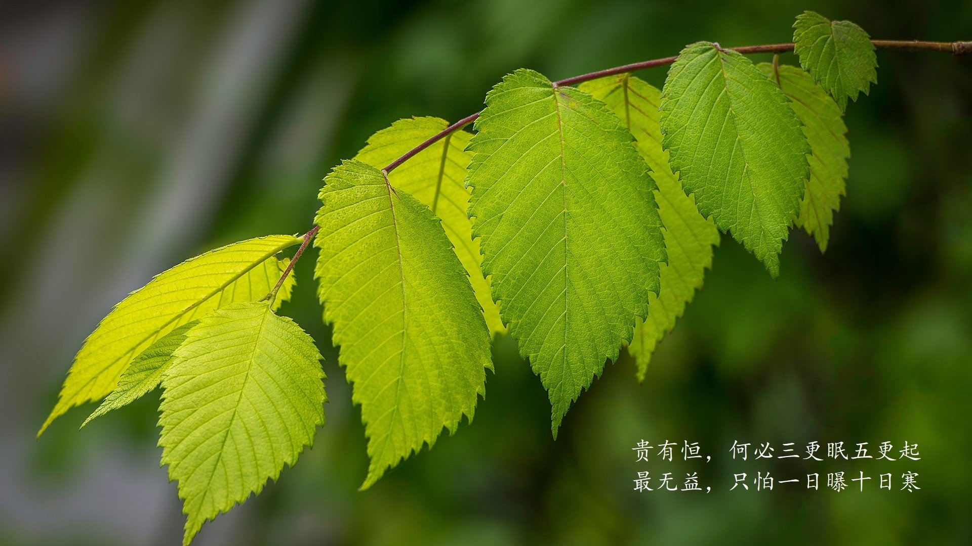 致命一击，蓝衣军团破茧重生—2026世界杯G组意大利绝杀韩国纪实